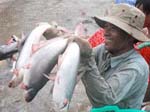 Đánh giá của WWF về cá tra là thiếu thận trọng 